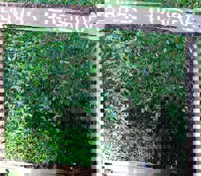 Alice Eaves Scenic Reserve