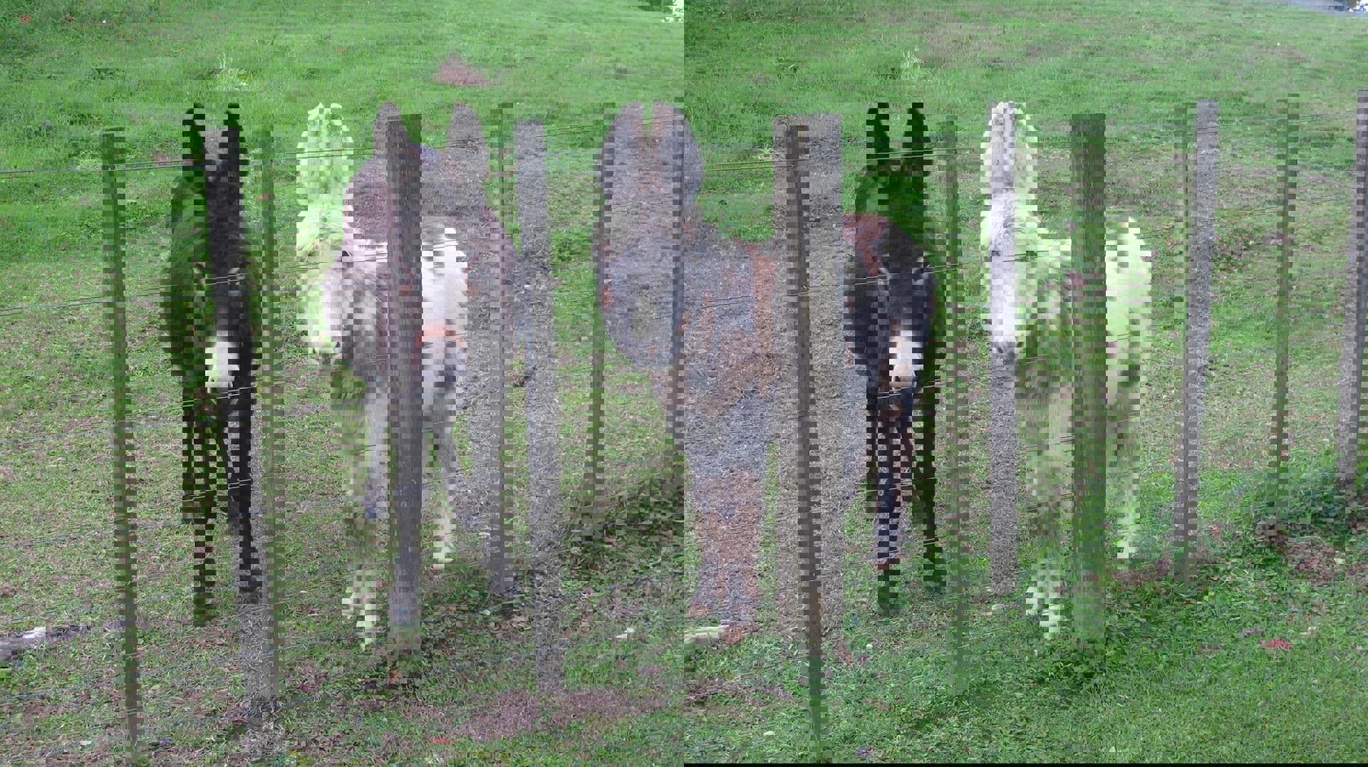 Donkeys at Highfield 