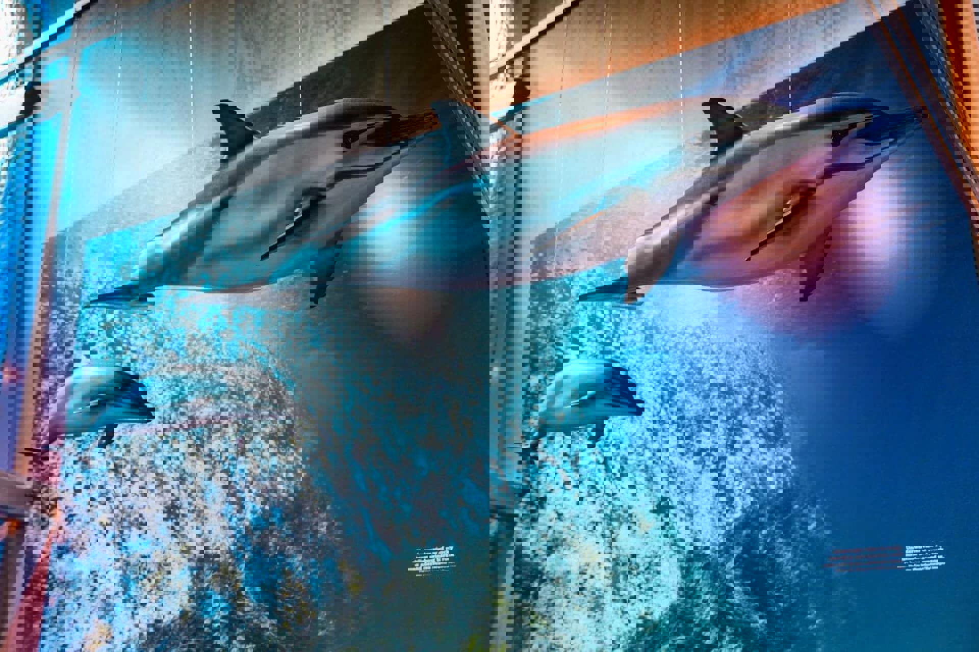 Goat Island Marine Discovery Centre