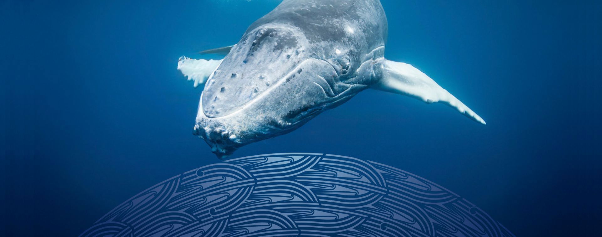 Ngā Huhua: Abundance