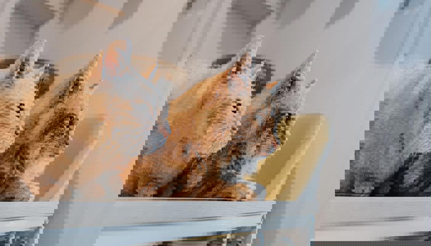 Carousel Image
