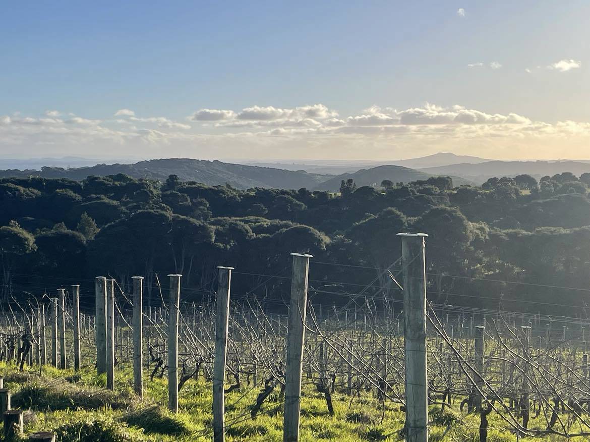 Tūāpae  Vineyard