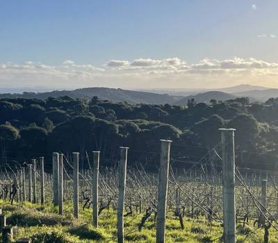 Tūāpae  Vineyard