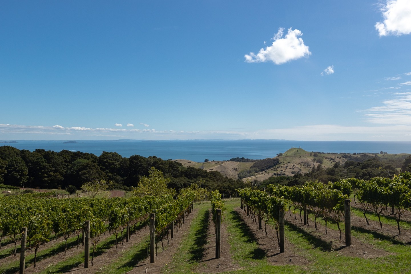 Man O' War Vineyards