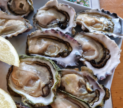 Matakana Oyster