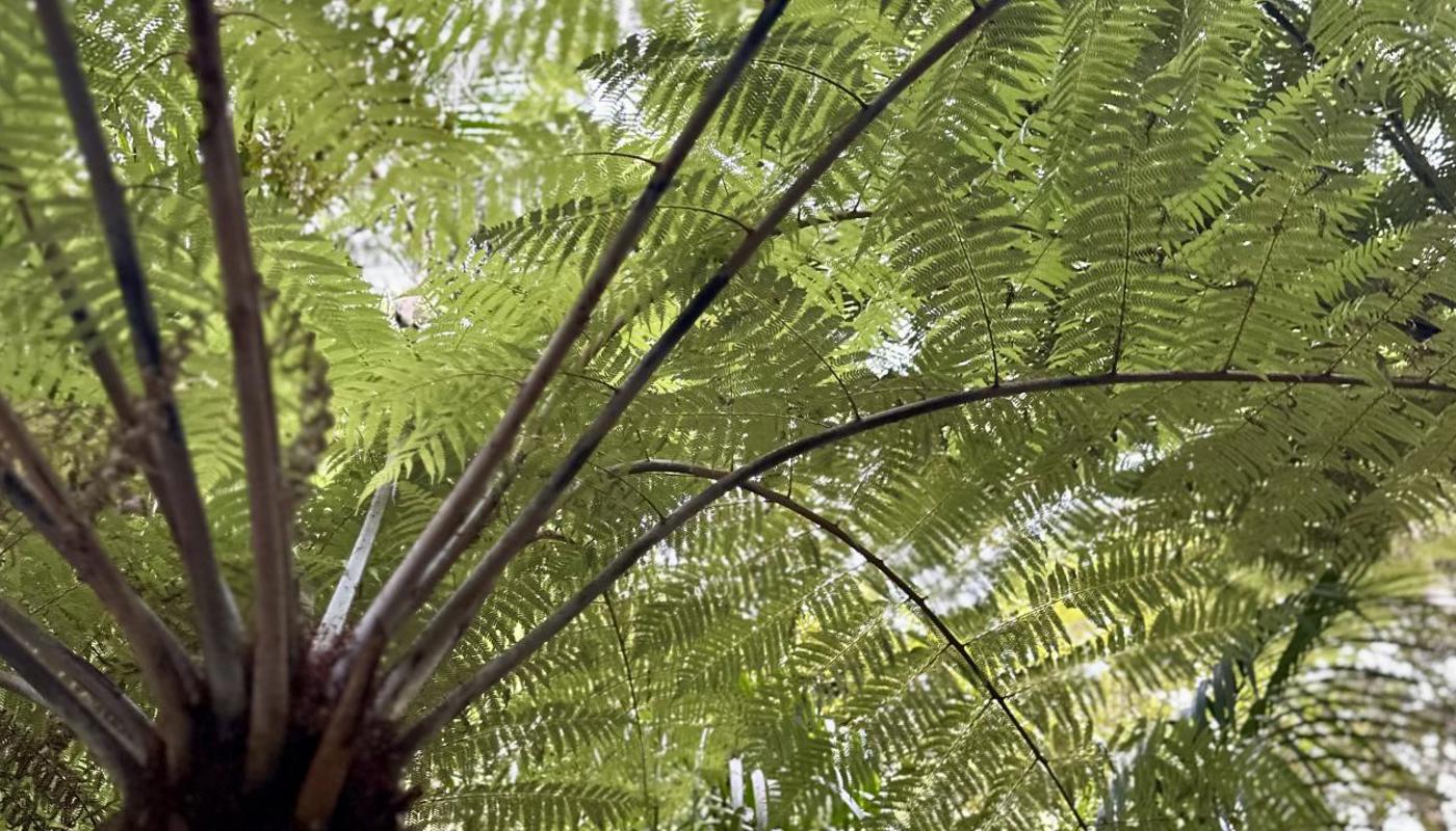 New Zealand fern