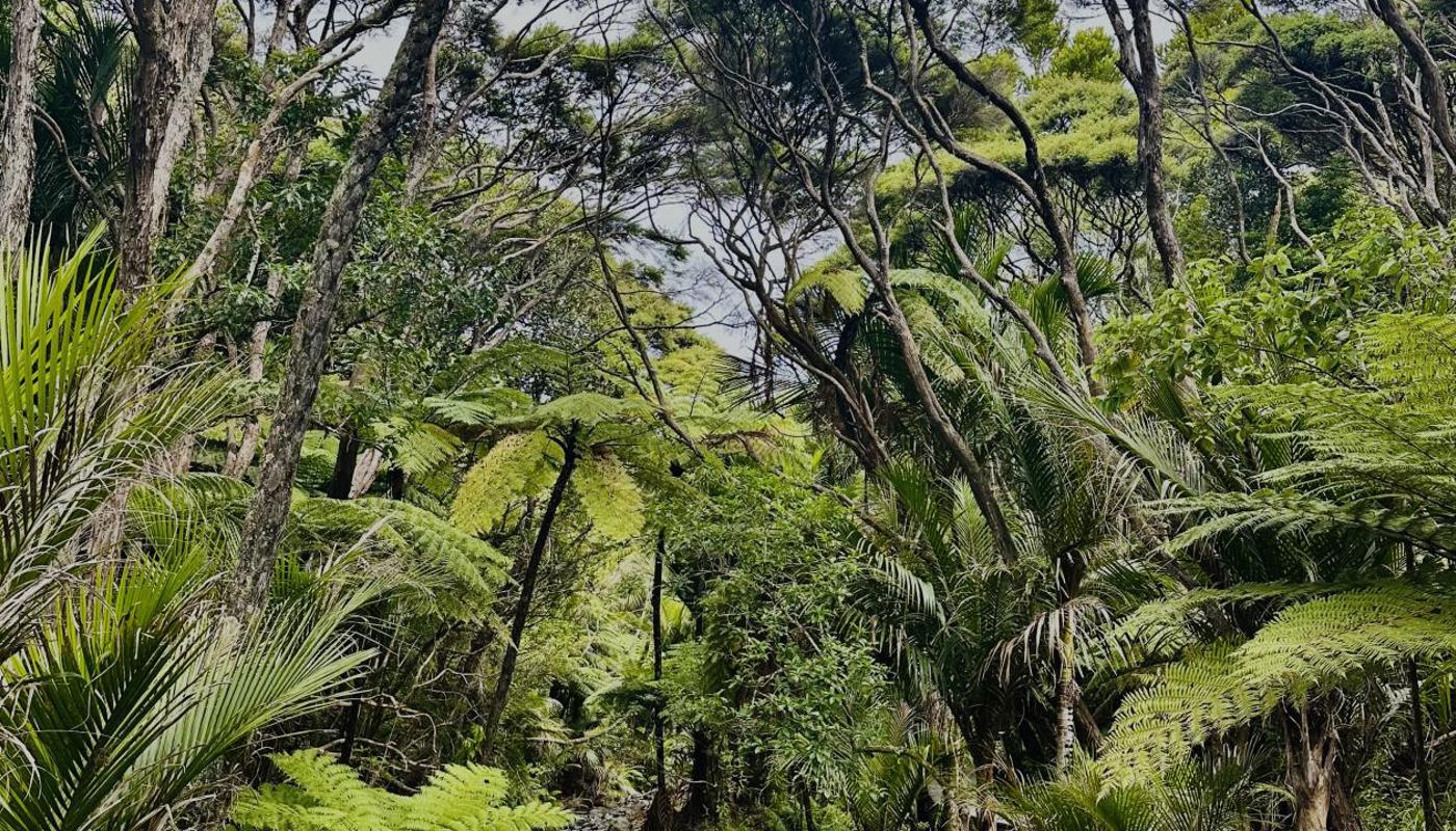 Bush walk