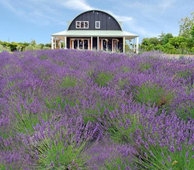 Lavender Hill   Accommodation and Distillery