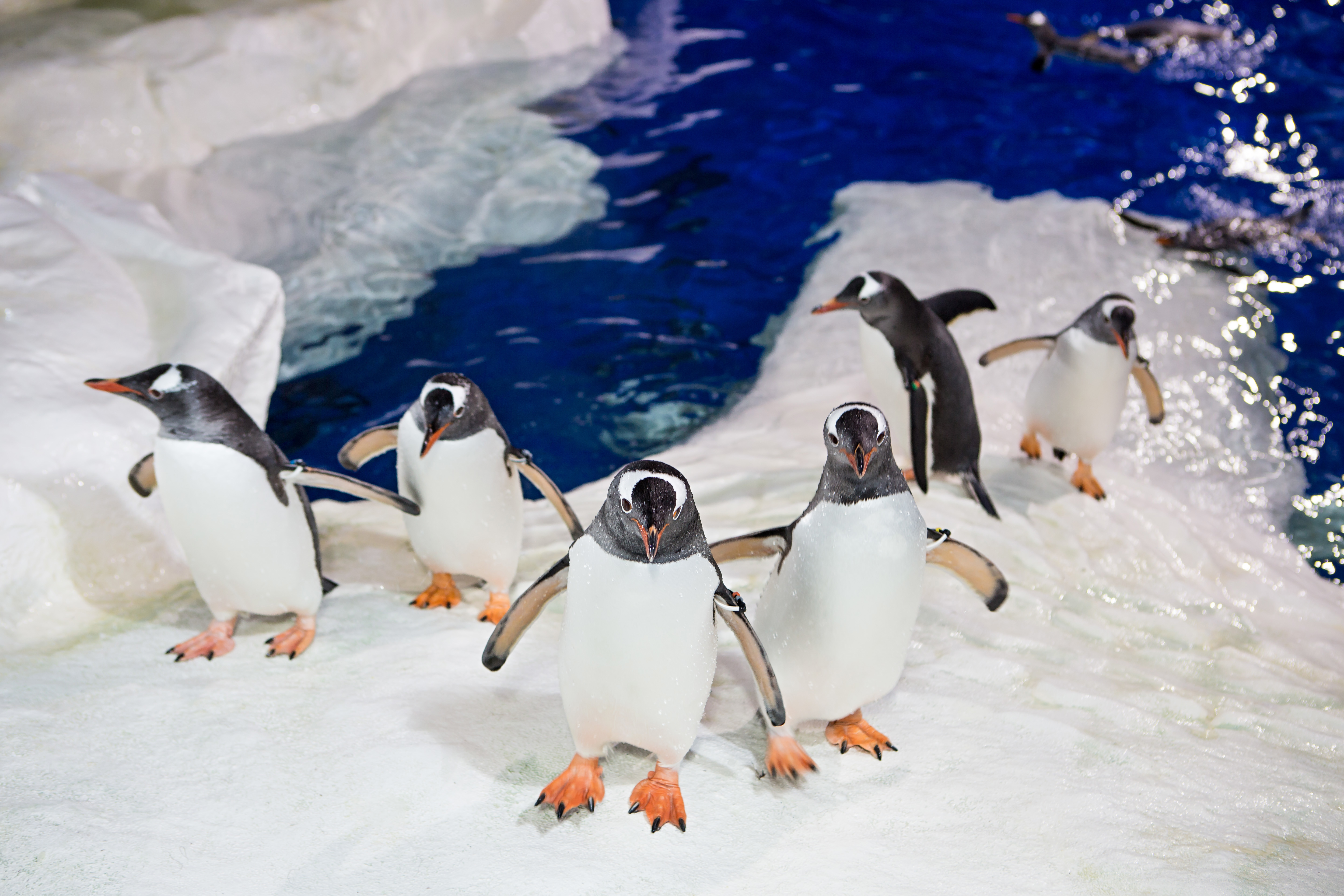 SEA LIFE  Kelly  Tarlton's