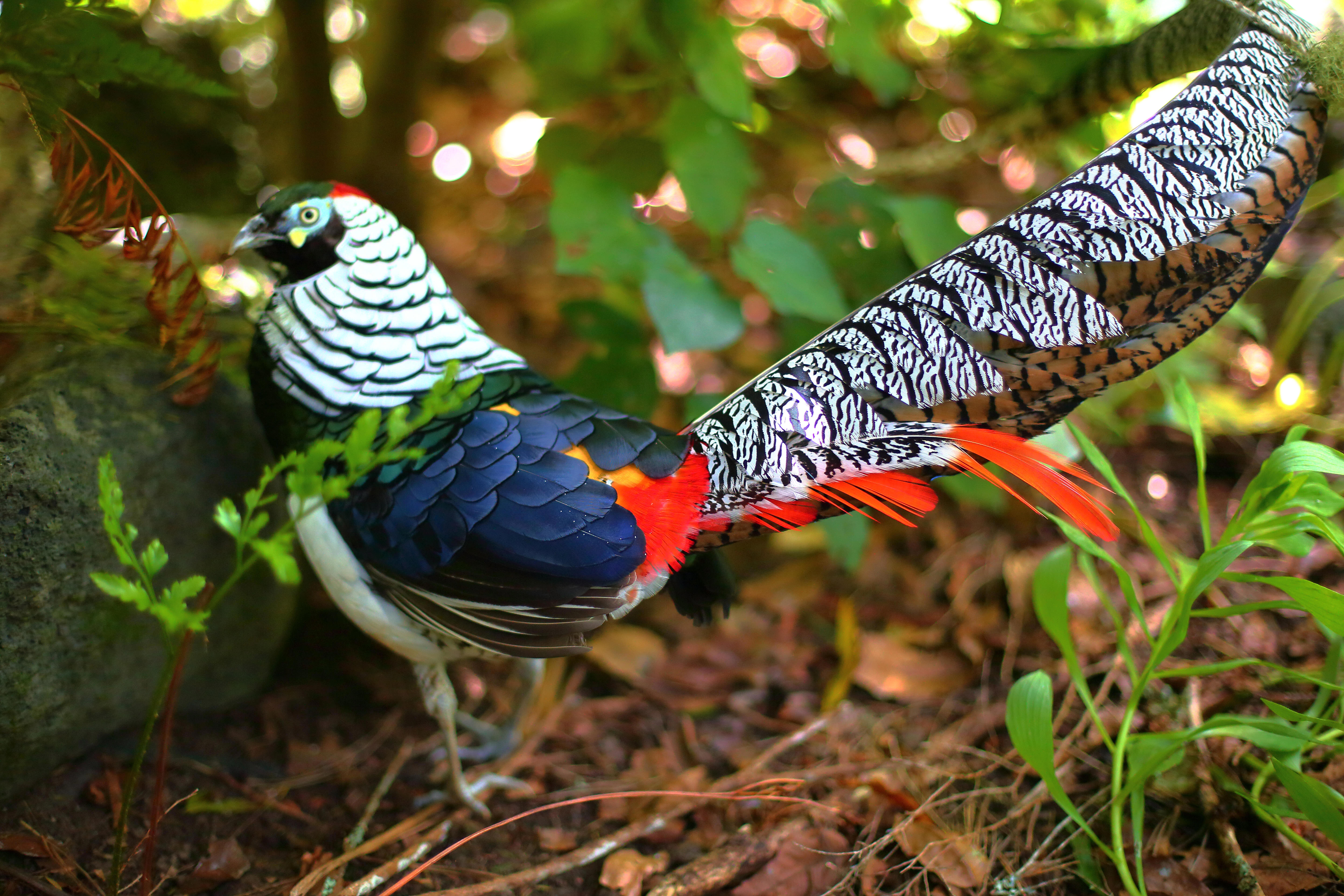 Whitford Bird Garden