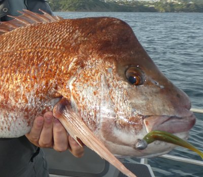 Northside Adventures Fishing Charters