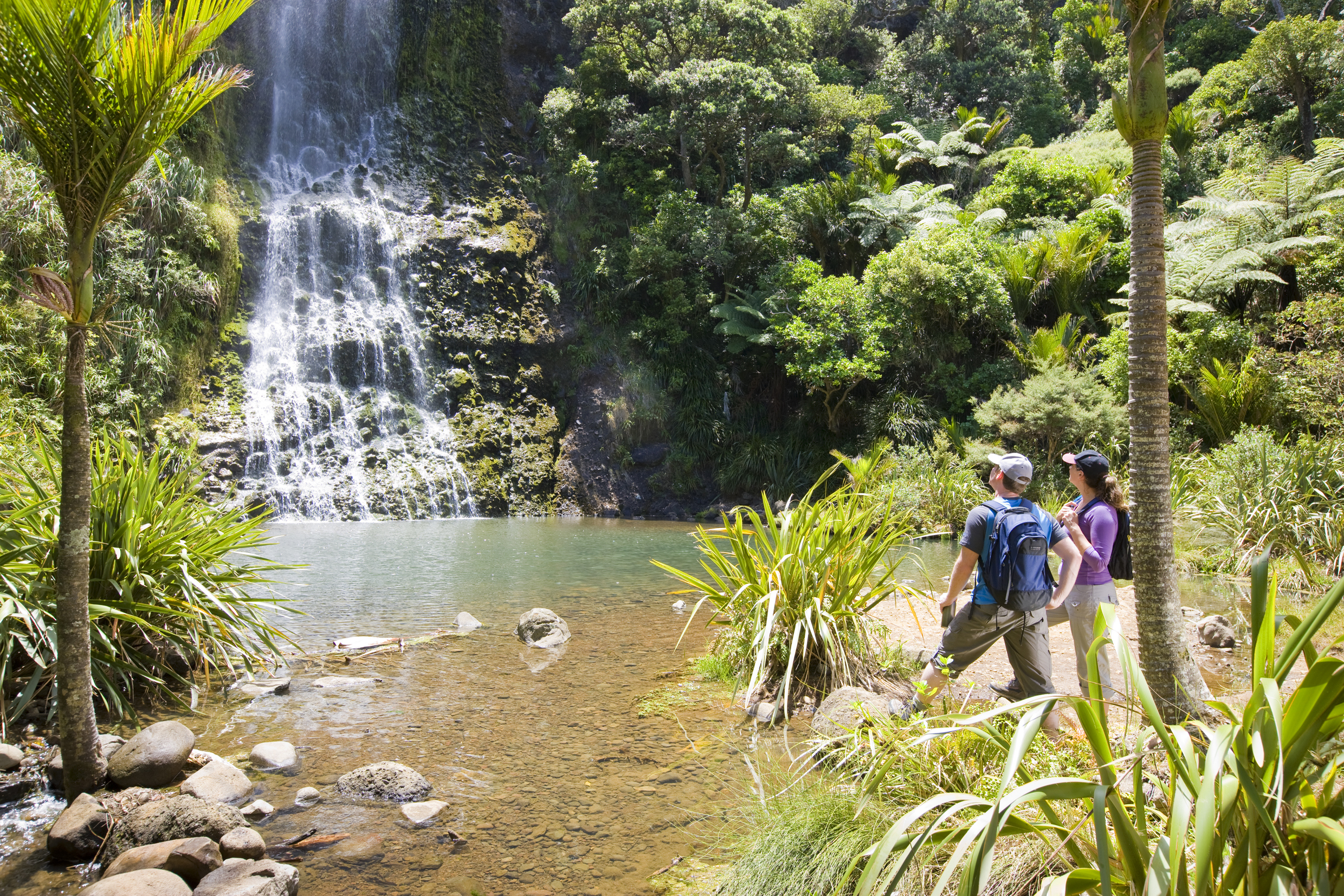 Private Auckland Guided Wilderness Walk