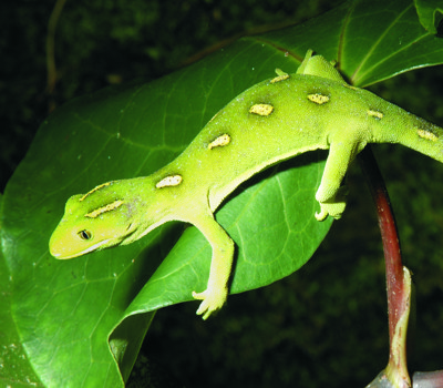 Ti Point    Reptile Park