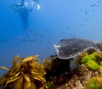 Snorkel and Diving Experience Goat Island Dive