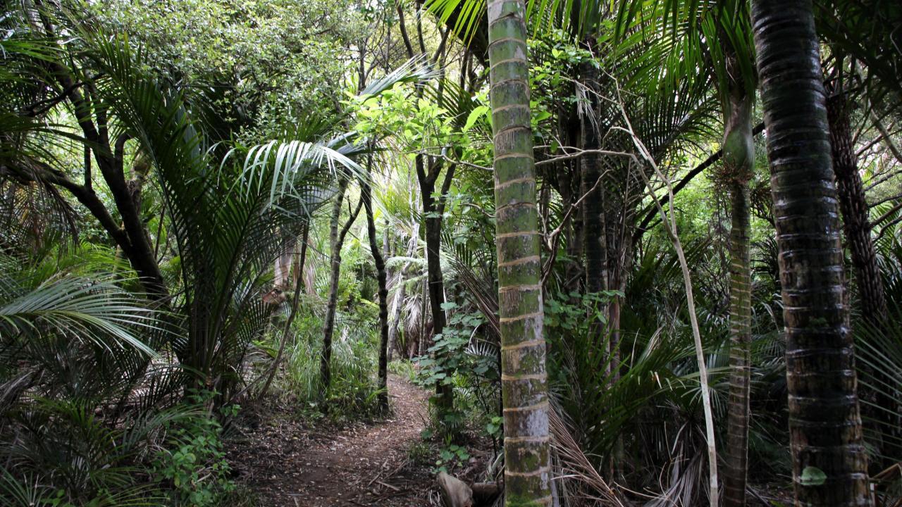 Beautiful Nature Tours Auckland
